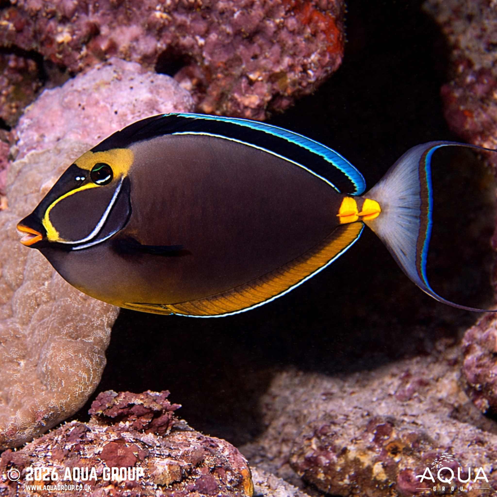 Lipstick Naso Tang