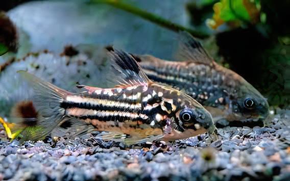 Little Corydoras Nanus 4cm Catfish - Real Aquatics