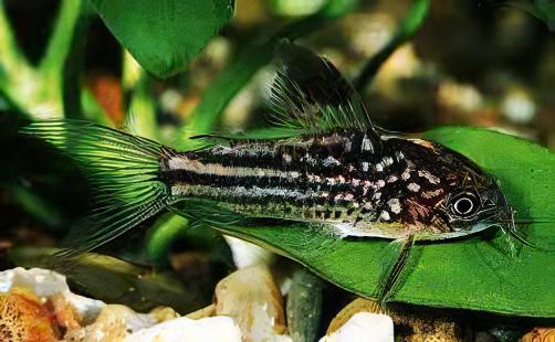Little Corydoras Nanus 4cm Catfish - Real Aquatics