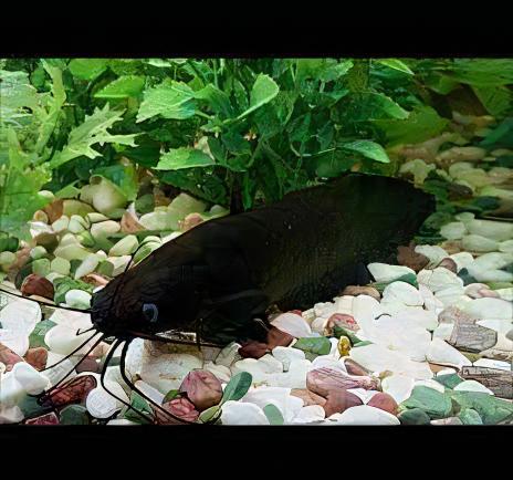 Liver Catfish Heteropneustes Fossilis 5cm - Real Aquatics