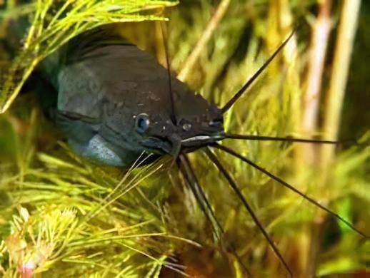 Liver Catfish Heteropneustes Fossilis 5cm - Real Aquatics