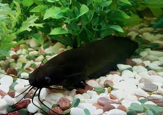 Liver Catfish Heteropneustes Fossilis 5cm - Real Aquatics
