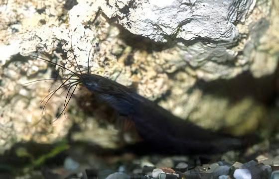 Liver Catfish Heteropneustes Fossilis 5cm - Real Aquatics