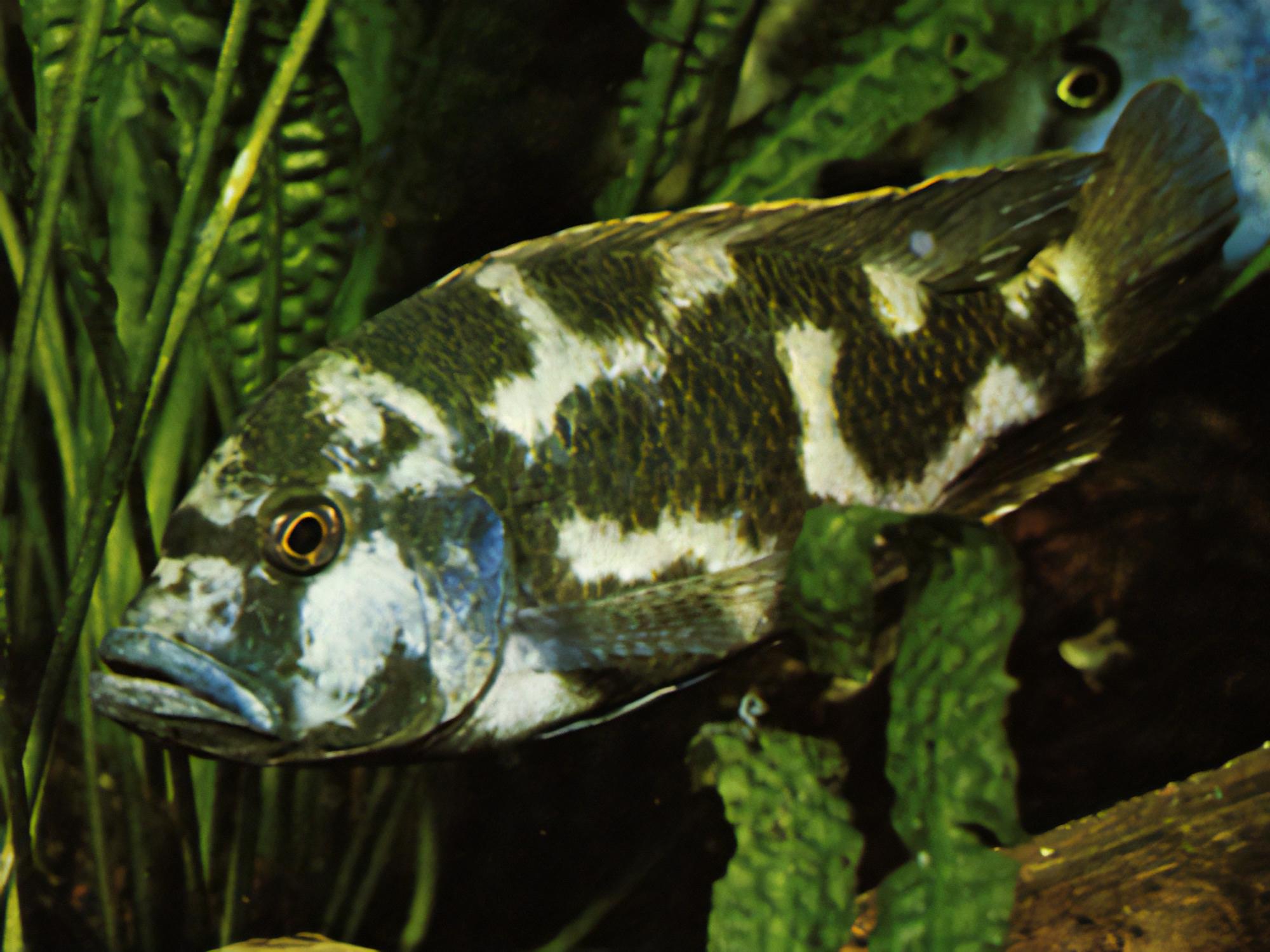 Haplochromis Livingstonii Malawi African Cichlid