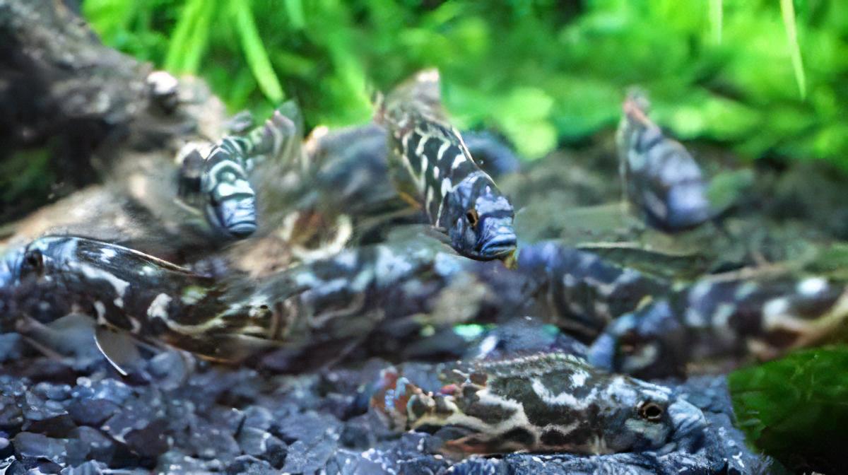 Haplochromis Livingstonii Malawi African Cichlid