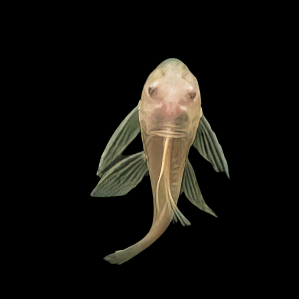 Long Fin Albino Bristlenose Pleco Ancistrus - Real Aquatics