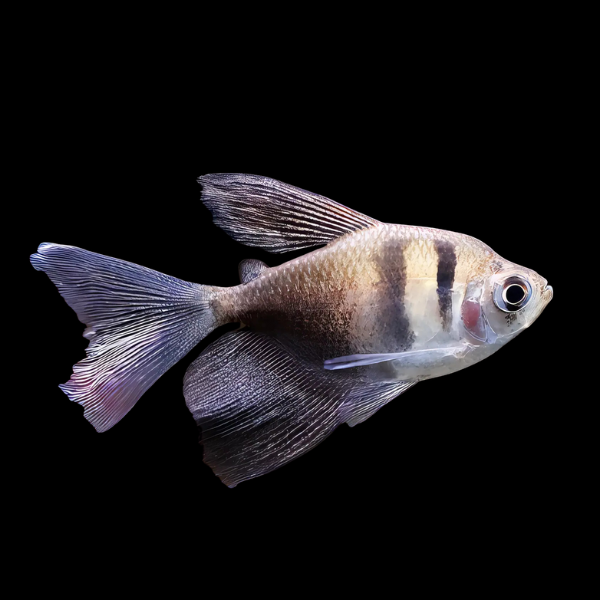 Long Fin Black Widow Tetra Gymnocorymbus Ternetzi 3cm - Real Aquatics