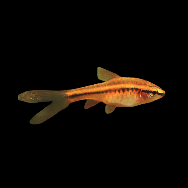 Long Fin Cherry Barb Puntius Titteya 3cm - Real Aquatics
