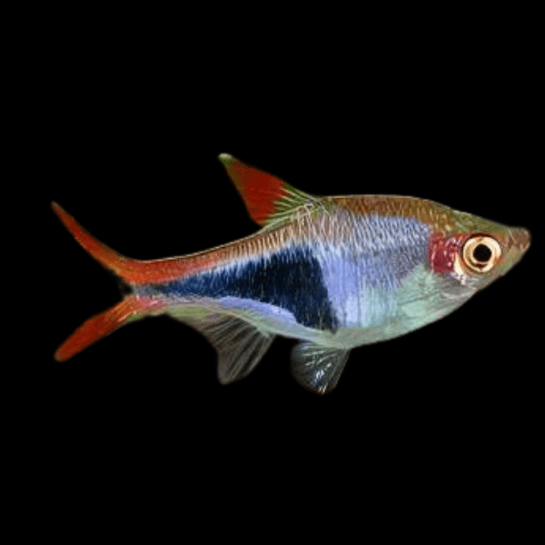 Long Fin Harlequin Rasbora Trigonostigma Heteromorpha - Real Aquatics