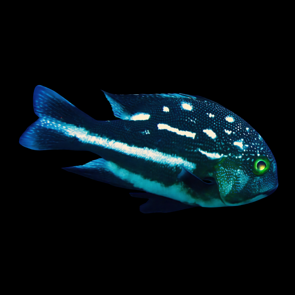 Long Fin Macolor Sweetlips Macolor Macularis - Real Aquatics