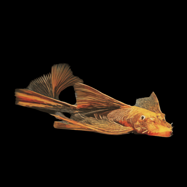 Long Fin Orange & Black Bristlenose Pleco Ancistrus 3cm - Real Aquatics