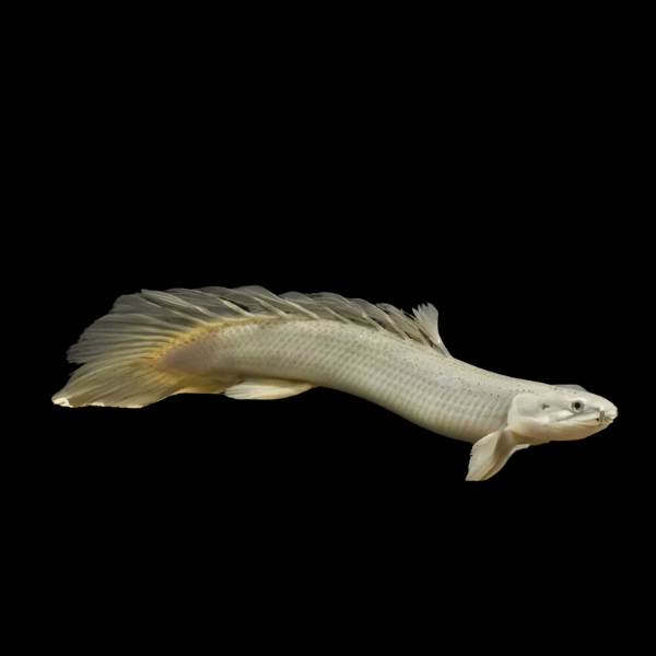 Long Fin Senegal Bichir Polypterus Senegalensis Senegalus 10cm - Real Aquatics