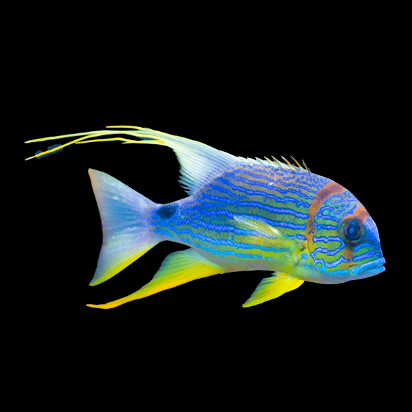 Long Fin Snapper Symphoricthys Spilurus - Real Aquatics