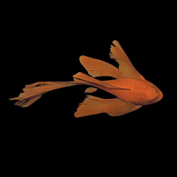 Long Fin Super Red Bristlenose Pleco Ancistrus - Real Aquatics