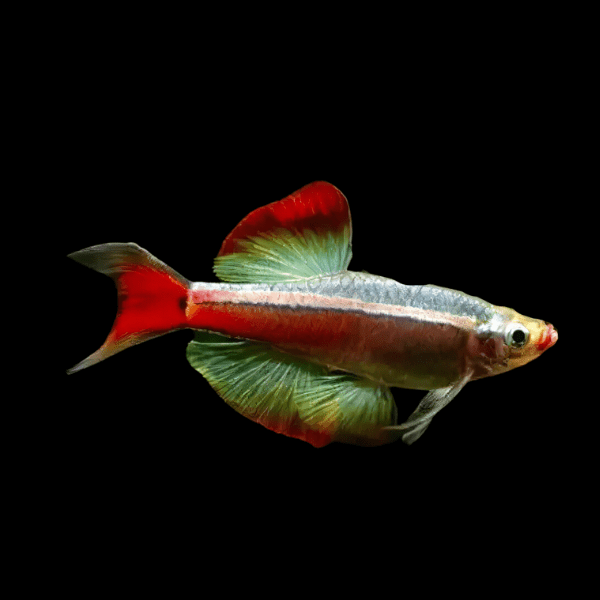 Long Fin White Cloud Mountain Minnow Tanichthys Albonubes 3cm - Real Aquatics
