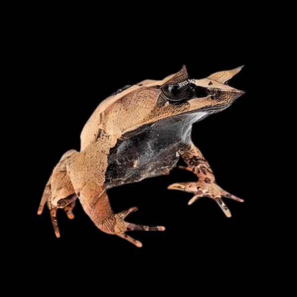 Long Nosed Horned Frog Megophrys Nasuta 5cm - Real Aquatics