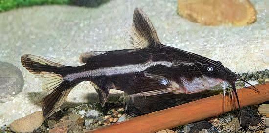 Long Nosed Striped Dora Raphael Catfish Orinocodoras Eigenmanni 5cm - Real Aquatics