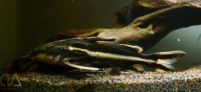 Long Nosed Striped Dora Raphael Catfish Orinocodoras Eigenmanni 5cm - Real Aquatics