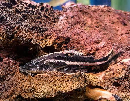 Long Nosed Striped Dora Raphael Catfish Orinocodoras Eigenmanni 5cm - Real Aquatics