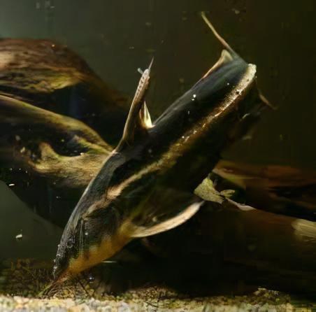 Long Nosed Striped Dora Raphael Catfish Orinocodoras Eigenmanni 5cm - Real Aquatics