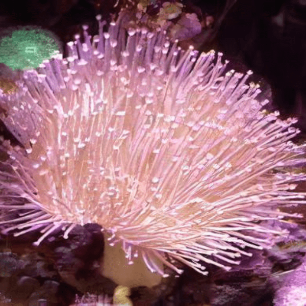 Long Tentacle Toadstool Soft Coral Sarcophyton Sp - Real Aquatics