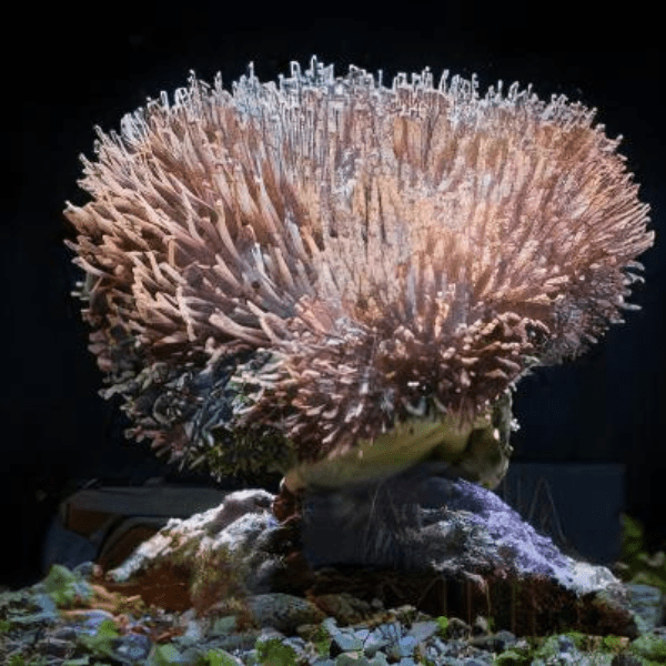 Long Tentacle Toadstool Soft Coral Sarcophyton Sp - Real Aquatics