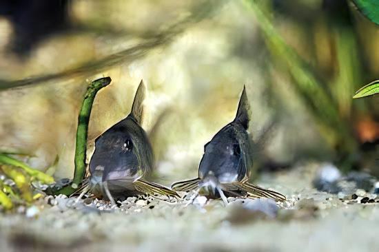 Long Nosed Corydoras Septentrionalis 4cm Catfish - Real Aquatics