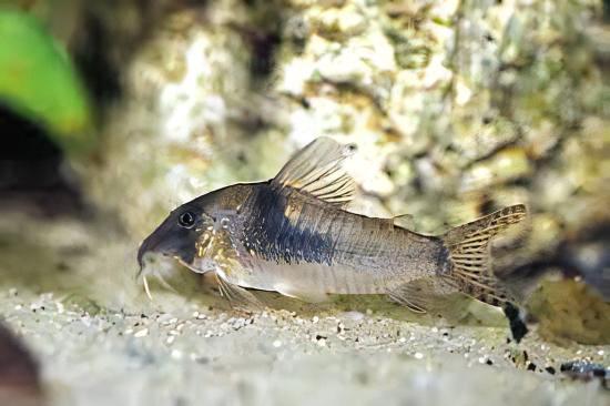 Long Nosed Corydoras Septentrionalis 4cm Catfish - Real Aquatics