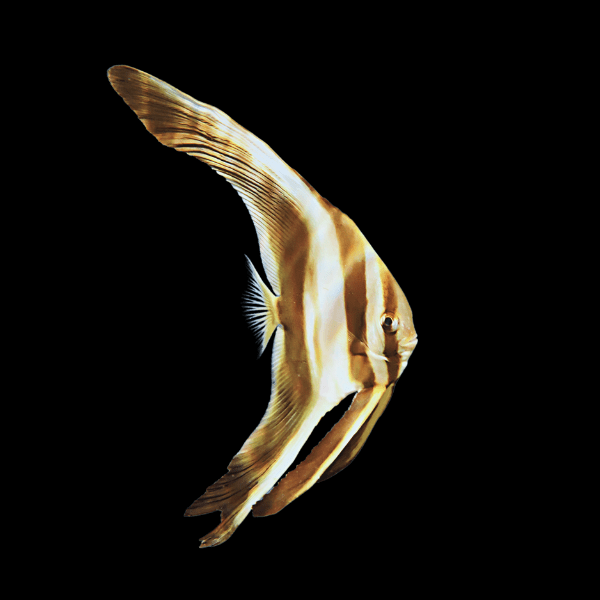 Longfin Batfish Platax Teira - Real Aquatics