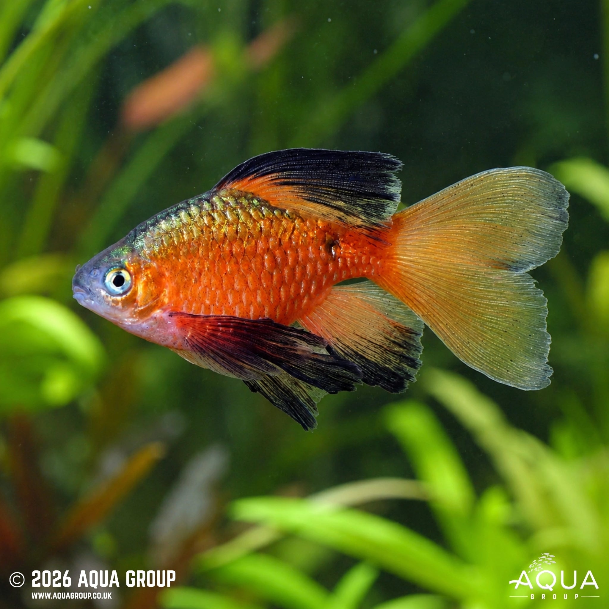 Longfin Black Tipped Rosy Barb (Pethia conchonius)