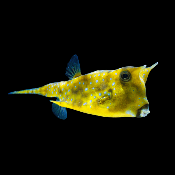 Longhorn Cowfish Lactoria Cornuta - Real Aquatics