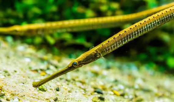 Longmouth Pipefish Doryichthys Heterosoma 8cm - Real Aquatics