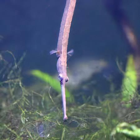 Longmouth Pipefish Doryichthys Heterosoma 8cm - Real Aquatics
