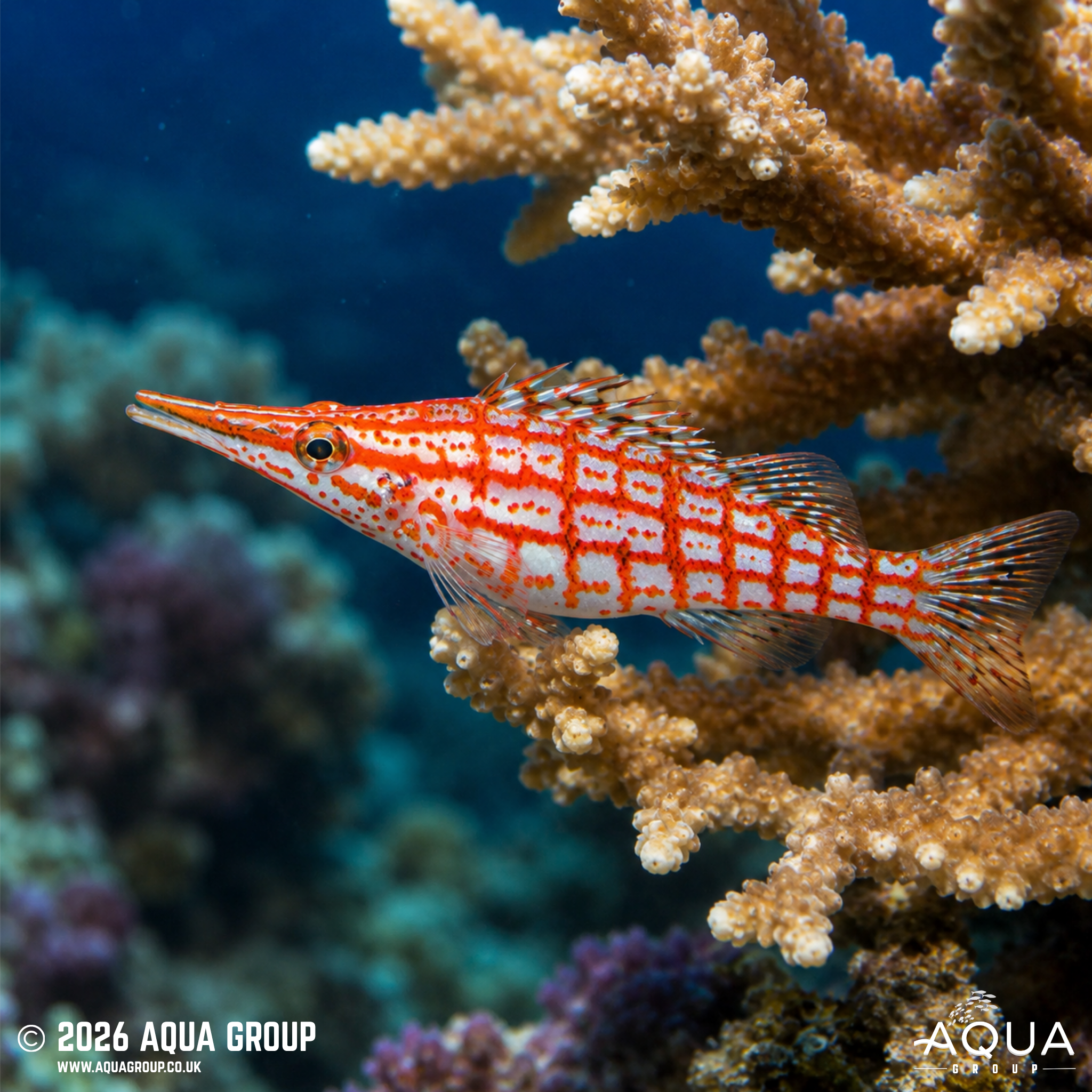 Longnose Hawkfish (Oxycirrhites typus)