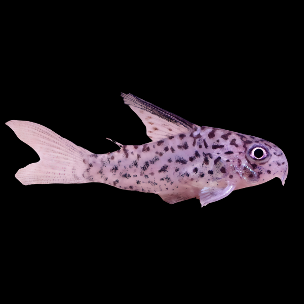 Loreto Corydoras Loretoensis 3cm Catfish - Real Aquatics
