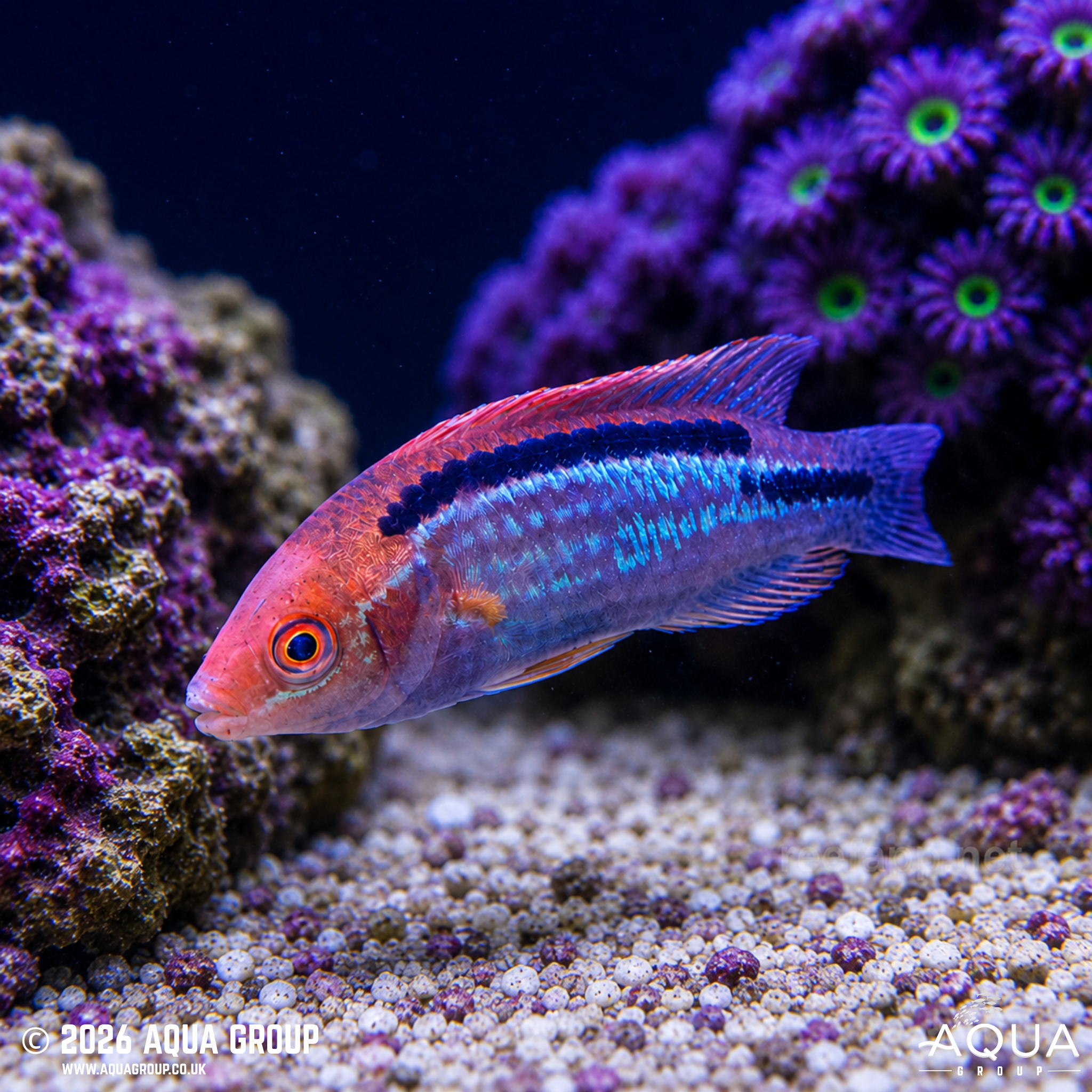 Lubbock's Fairy Wrasse (Cirrhilabrus lubbocki)