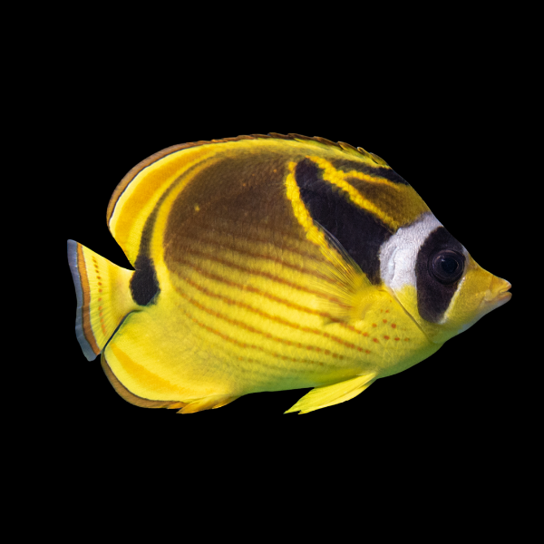 Raccoon Butterfly Fish Chaetodon Lunula - Real Aquatics