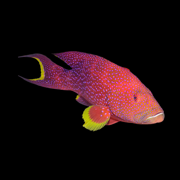 Lyretail Louti Grouper Variola Louti - Real Aquatics