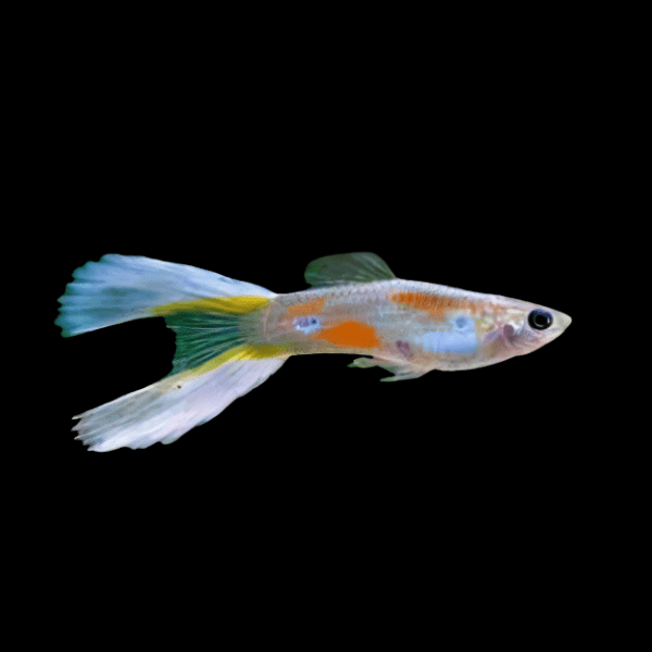 Lyretail Male Guppy Poecilia Reticulata 3cm - Real Aquatics