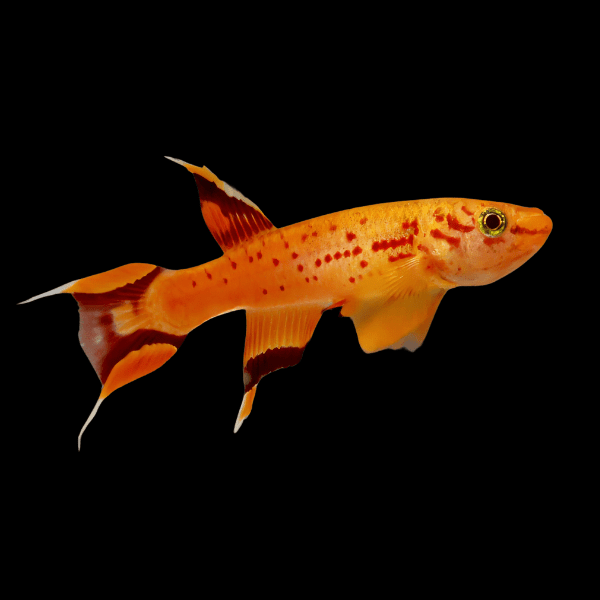 Lyretail Panchax Aphyosemion Australe 3cm - Real Aquatics