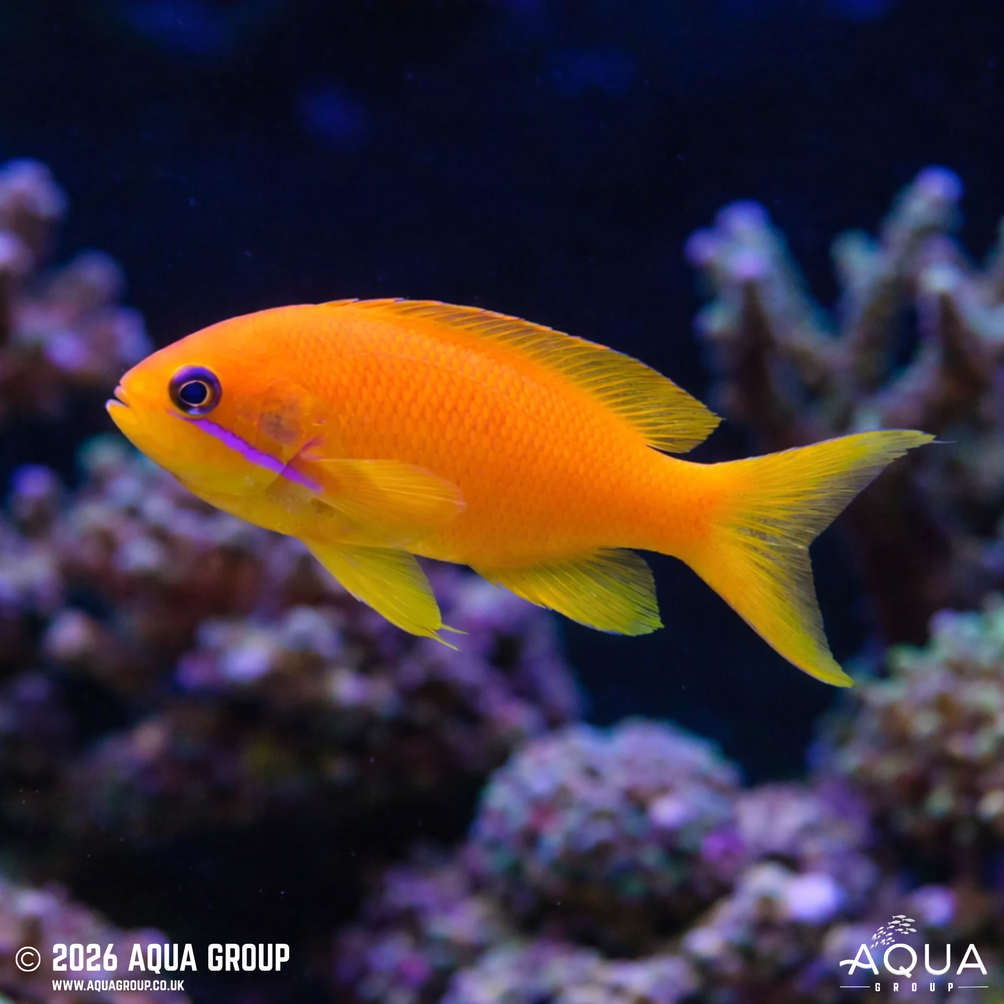 Lyretail Anthias