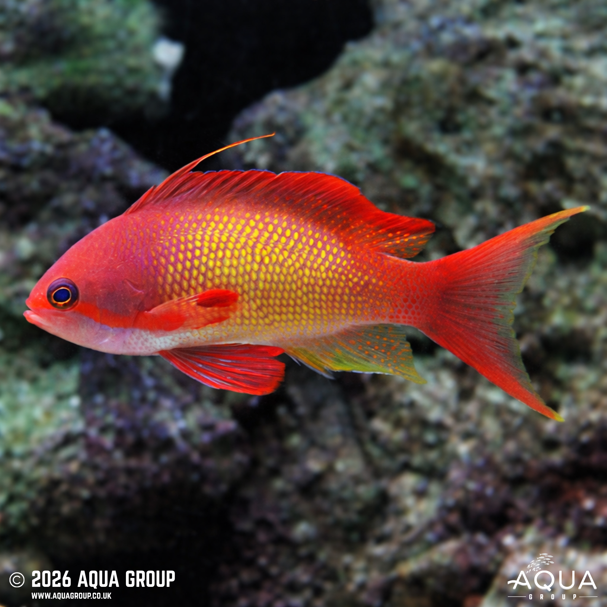 Lyretail Anthias