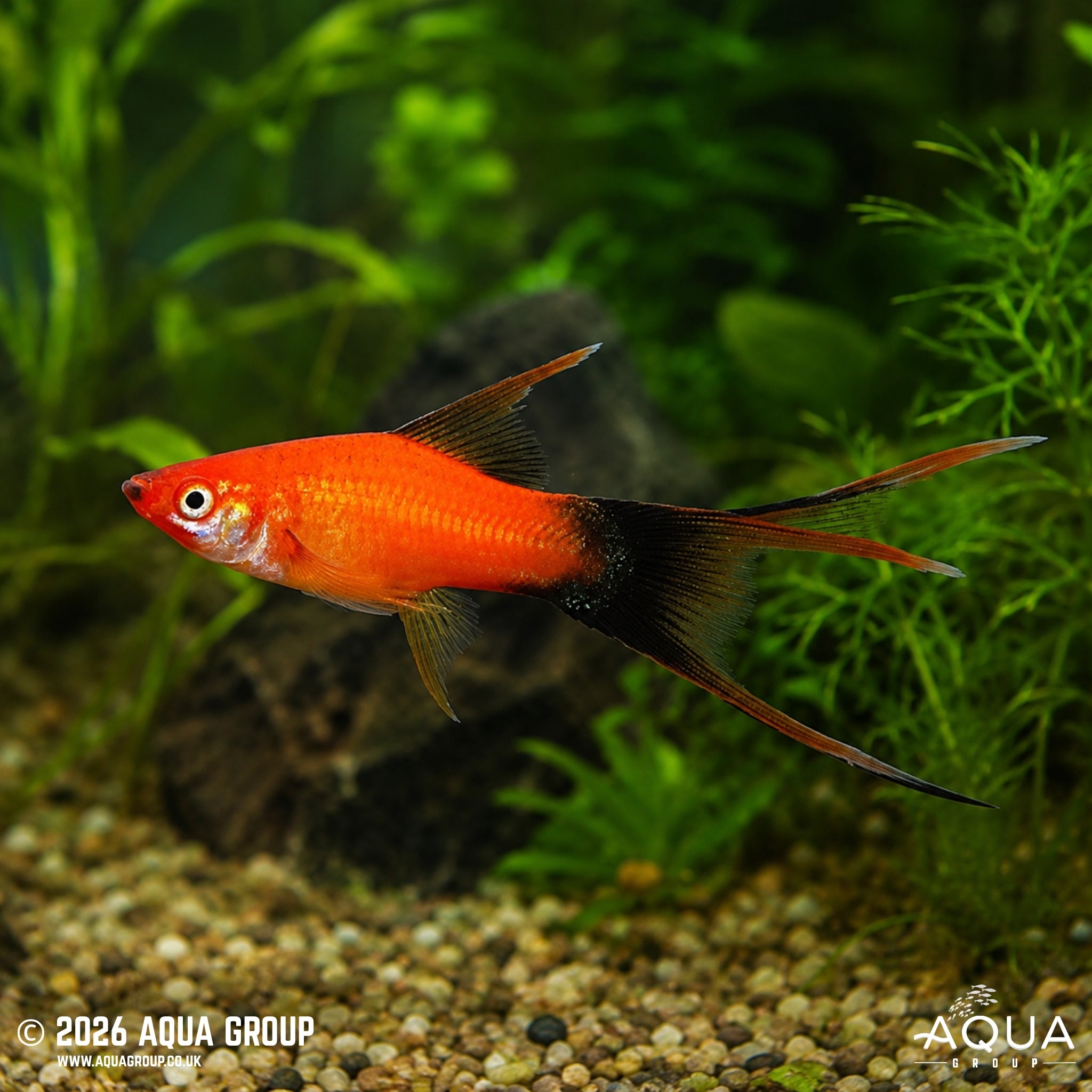 Lyretail Red Wag Swordtail (Xiphophorus hellerii)