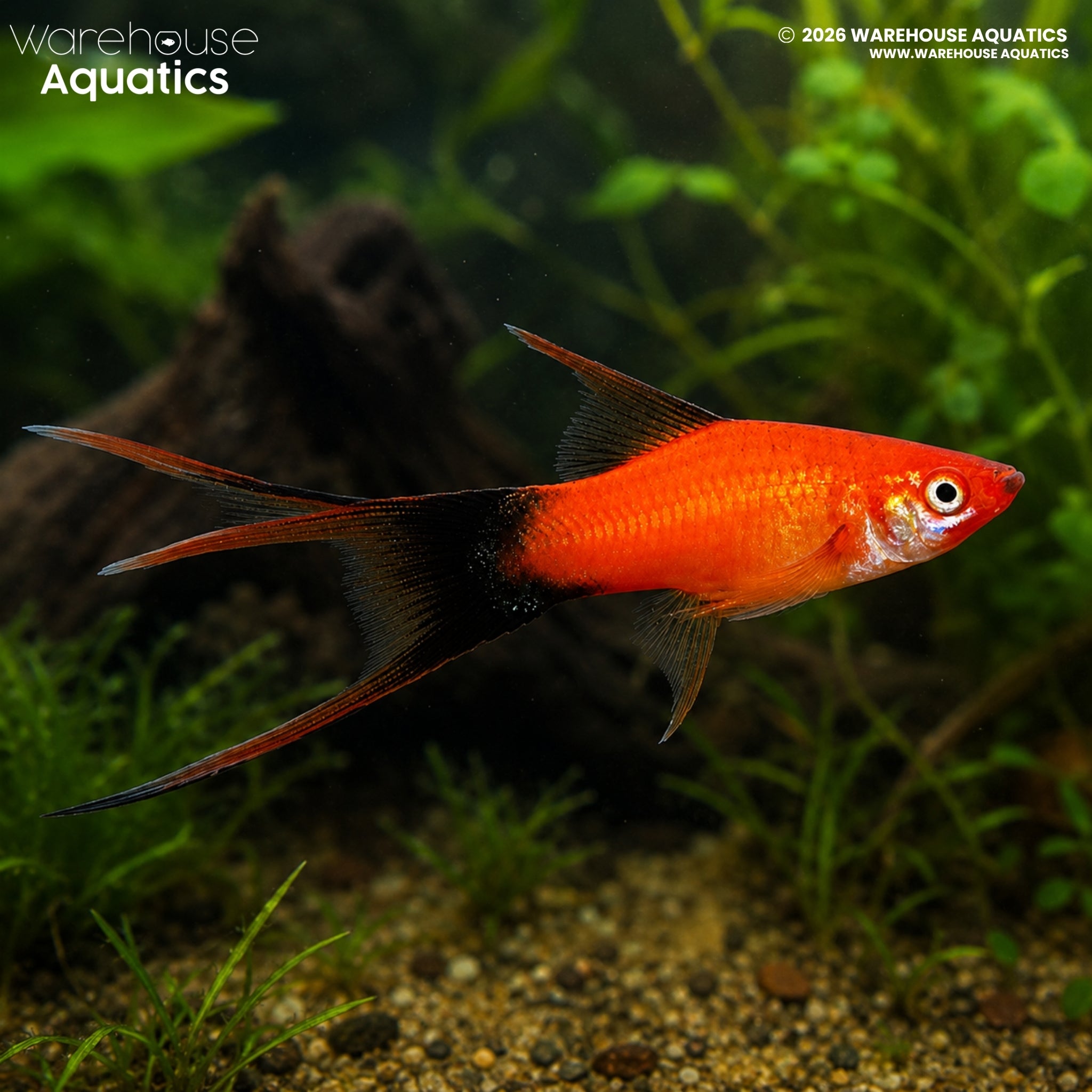 Lyretail Red Wag Swordtail (Xiphophorus hellerii)