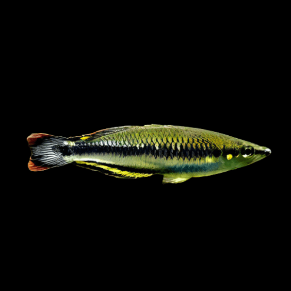 Madagascar Rainbow Fish Bedotia Madagascarensis 4cm - Real Aquatics