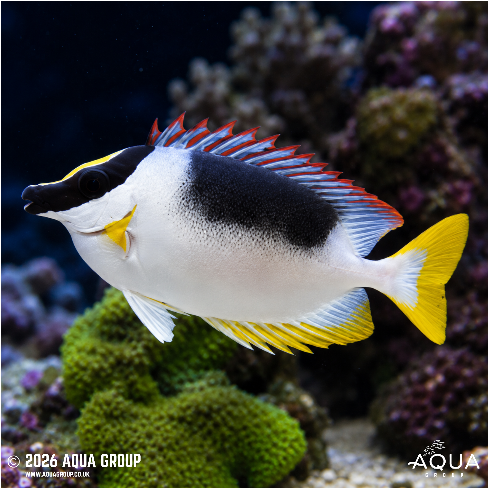 Magnificent Foxface (Siganus magnificus)