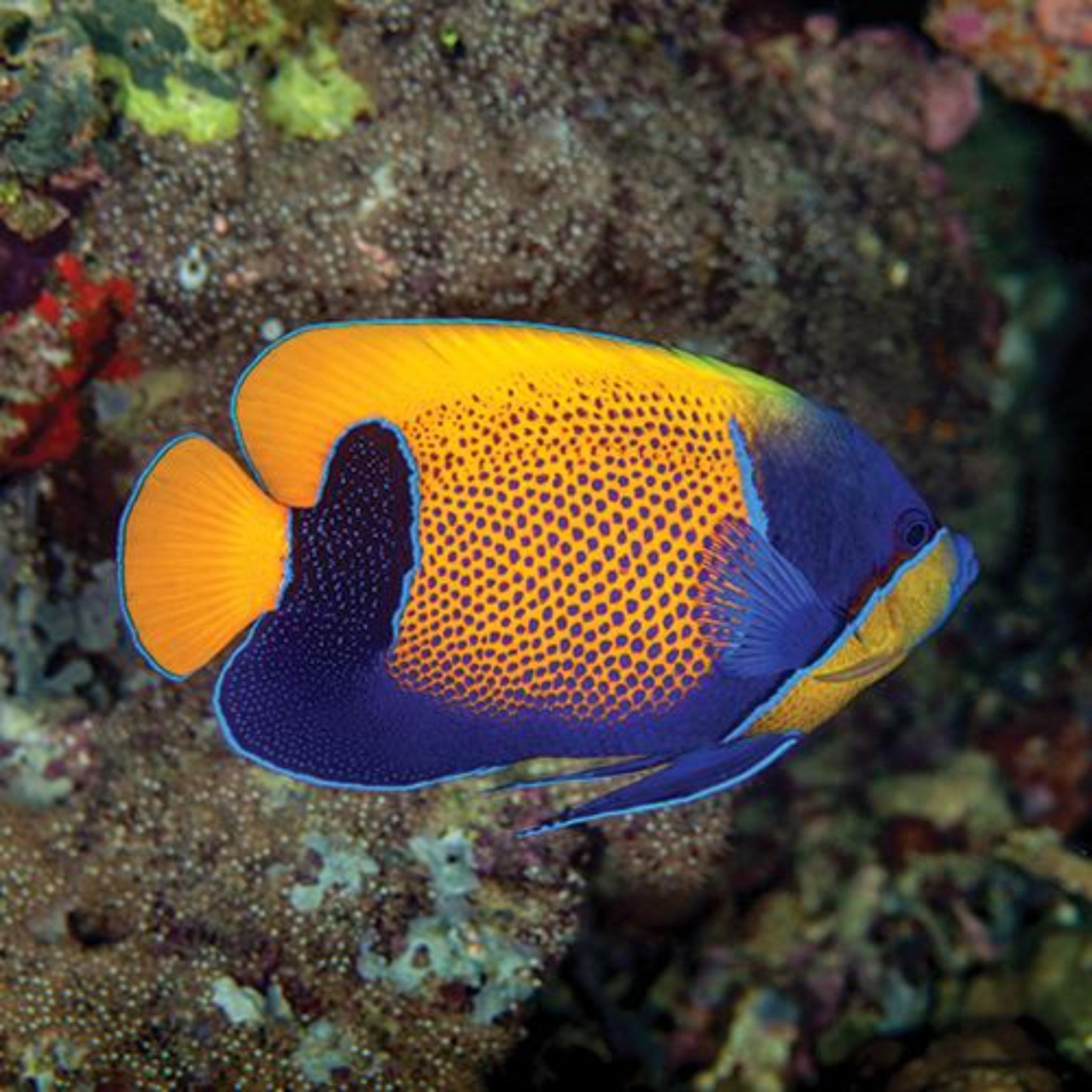 Majestic Angelfish (Pomacanthus navarchus)