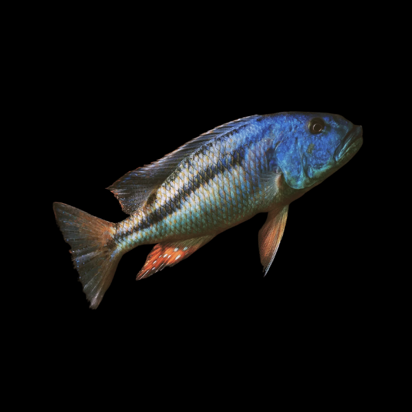 Malawi Hawk Cichlid Aristochromis Christyi - 5cm - Real Aquatics