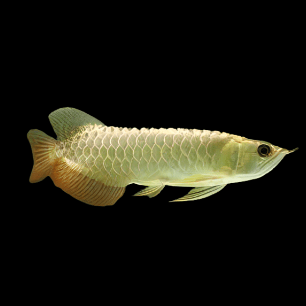 Malaysian Golden Arowana Scleropages Formosus 20cm - Real Aquatics