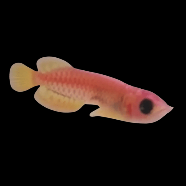 Malaysian Golden Red Panda Crossback Arowana Scleropages Formosus 20cm - Real Aquatics